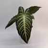 Xanthosoma Lindenii Magnificum