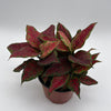 Aglaonema Red Angel