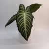 Xanthosoma Lindenii Magnificum