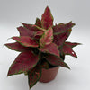 Aglaonema Red Angel