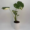 Monstera Thai Constellation