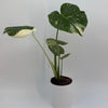 Monstera Thai Constellation