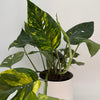 Epipremnum Pinnatum Yellow Flame