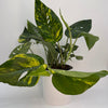 Epipremnum Pinnatum Yellow Flame
