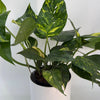 Epipremnum Pinnatum Yellow Flame
