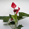Anthurium Red Heart