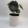 Alocasia Maharanii