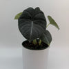 Alocasia Maharanii