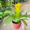 Bromeliad Guzmania 'Yellow' - 4" Pot