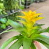 Bromeliad Guzmania 'Yellow' - 4" Pot