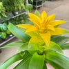 Bromeliad Guzmania 'Yellow' - 4" Pot