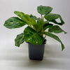 Maranta Variegated 'Beauty Kim'