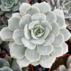Echeveria Derenbergii (Painted Lady)