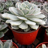 Echeveria Derenbergii (Painted Lady)
