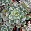 Echeveria Raindrops