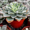 Echeveria Raindrops