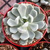 Graptoveria Fanfare