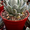 Graptoveria Fanfare