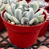 Echeveria Topsy Turvy