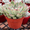 Echeveria Pulido