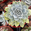 Echeveria Blue Rose
