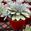 Echeveria Blue Rose