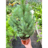 Blue Pine Trees