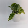Pothos Marble Queen