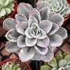 Echeveria Ice Green