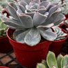 Echeveria Ice Green