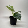 Pothos 'Silver Splash'