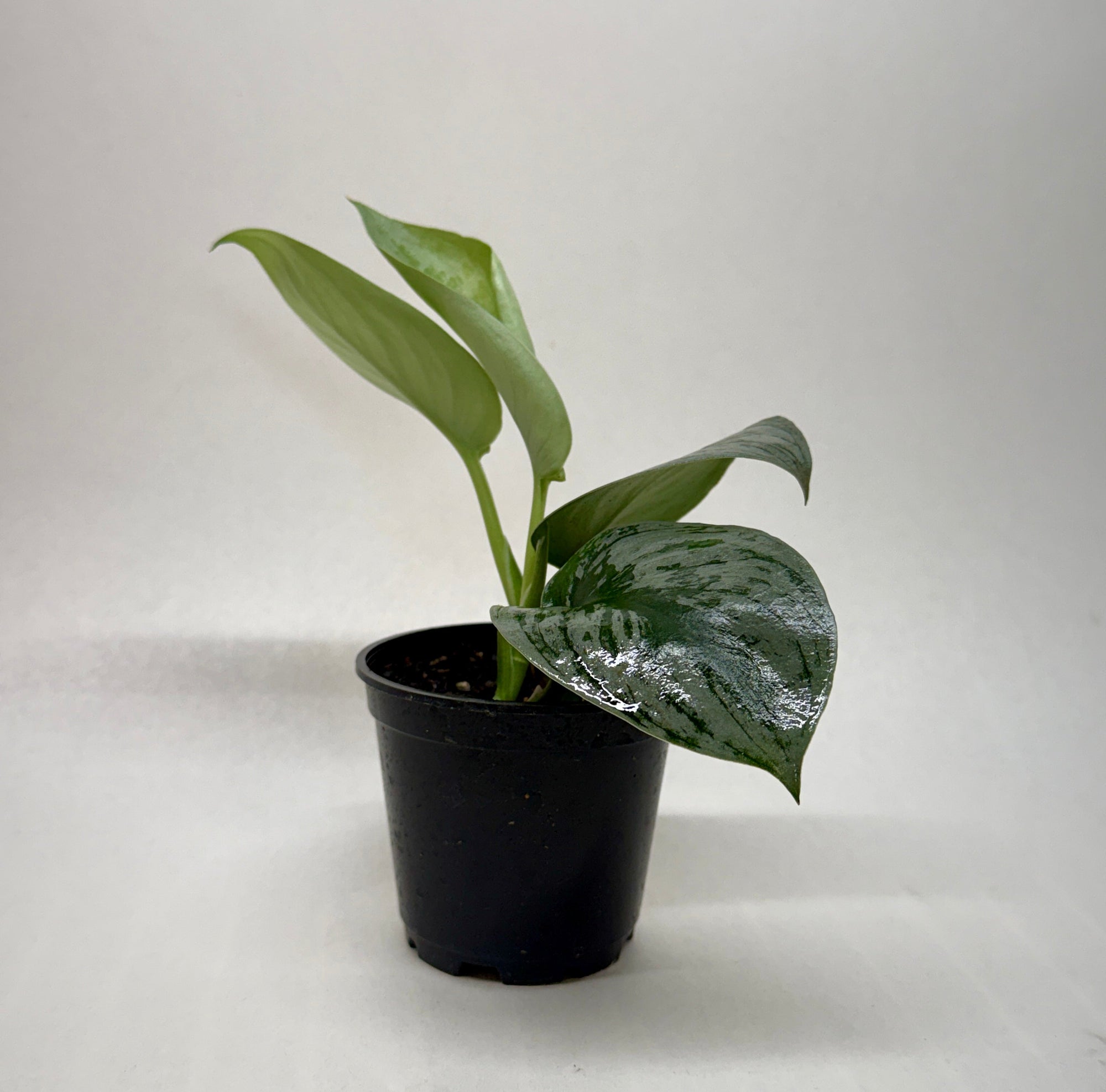 Pothos 'Silver Splash'