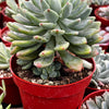 Echeveria Sedeveria Blue Elf