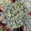 Corsican Stonecrop