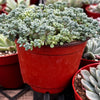 Corsican Stonecrop