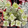 Crassula Ivory Towers