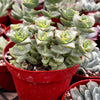 Crassula Ivory Towers