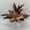 Stromanthe Triostar Calathea