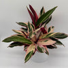 Stromanthe Triostar Calathea