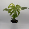 Monstera 'White Monster'