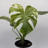 Monstera 'White Monster'