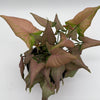 Syngonium Mickey