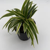 Outer Variegated Spider Plant