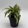 Outer Variegated Spider Plant