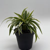 Outer Variegated Spider Plant