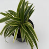 Outer Variegated Spider Plant