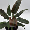 Philodendron Autumn