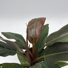 Philodendron Autumn