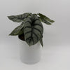 Alocasia Silver Dragon