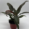 Philodendron Autumn